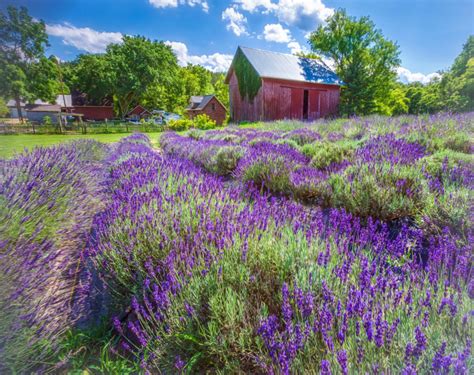 "Lavender Fields"