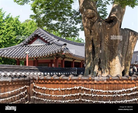 Zelkowa Tree In Hwaseong Haenggung Palace In Fortress Hwaseong Suwon