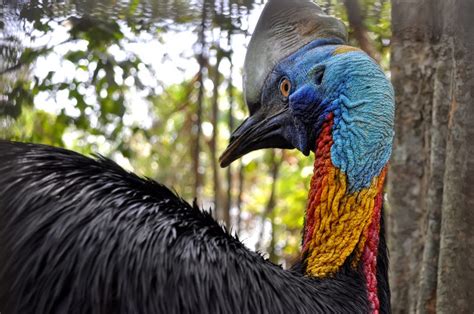 Florida Man Dies After Being Eaten By Rare Cassowary Bird