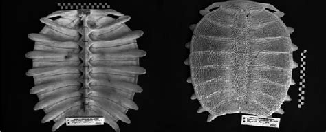 Dorsal Left And Ventral Right Surfaces Of The Trionychid Carapace