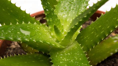 Aloe Vera: Houseplant How-To