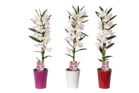 Dendrobium Nobile Classic Kumiko Plant Wholesale Floraccess