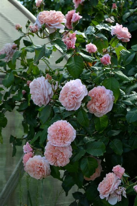 DIRK'S ROSE GUIDE: Rose de Tolbiac
