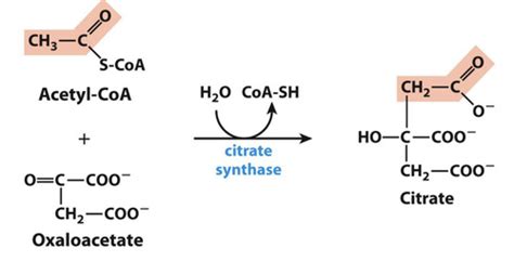 The Citric Acid Cycle (CAC) Flashcards | Quizlet