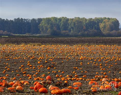 Pumpkin Field In Autumn Photograph By David Buffington Fine Art America