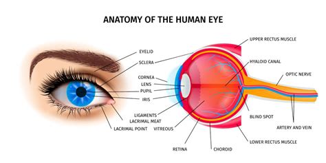 Perception is in the Eye of the Beholder - William A. Haseltine PhD ...