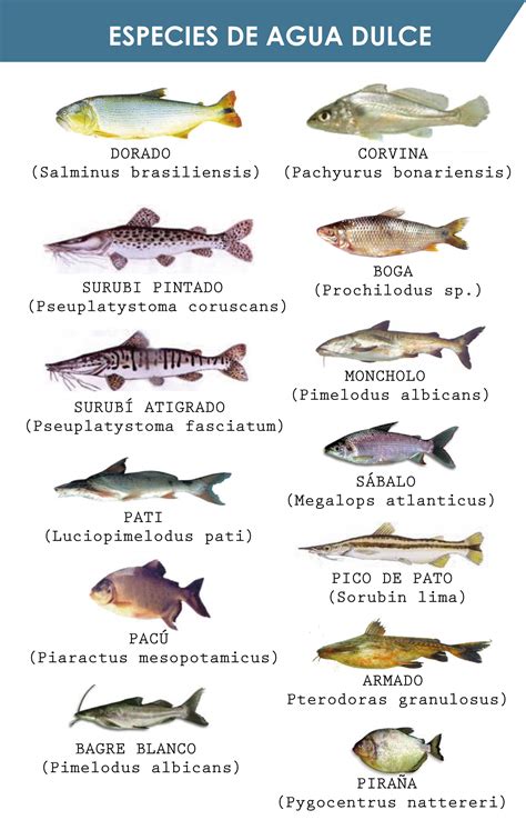 Tipos De Pesca