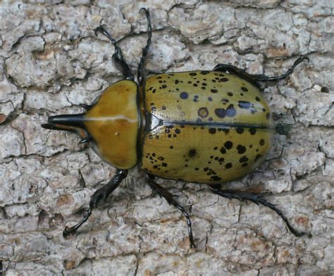 Eastern Hercules Beetle Dynastes Tityus Bugguidenet