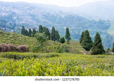 Darjeeling India Apr 19 2018 Tea Stock Photo 1237178785 | Shutterstock