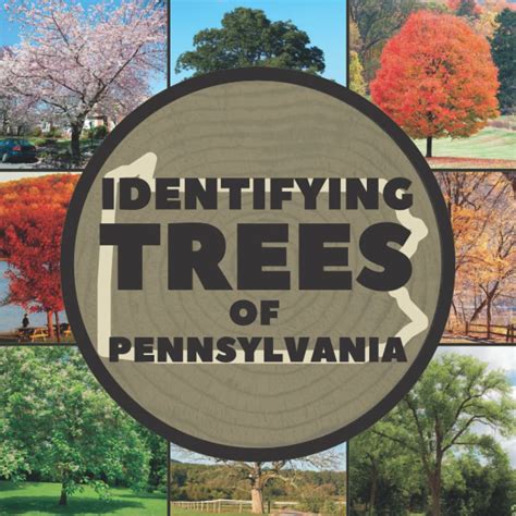 Identifying Trees Of Pennsylvania A Simple Identification Guide Book To Identify Tree Leaves