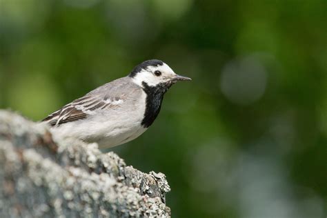 Västäräkki Motacilla alba