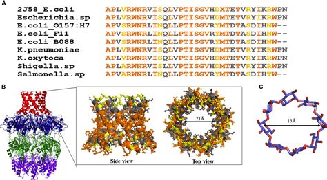 Frontiers E Coli Group 1 Capsular Polysaccharide Exportation