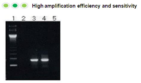 AccuPower RT PCR Master Mix 2X 1ml