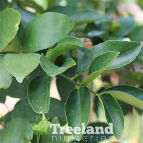 BEARSS LIME (Citrus Lime 'Bearss') - Treeland Nurseries