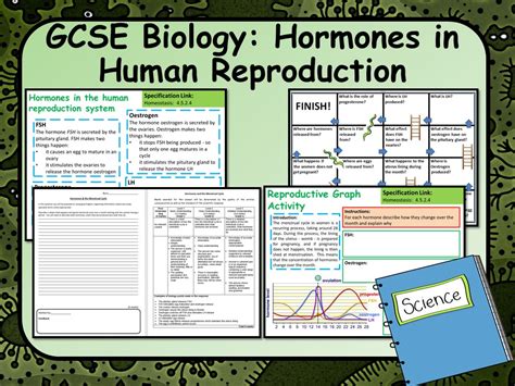 Aqa Gcse Biology Science Hormones In Human Reproduction Lesson