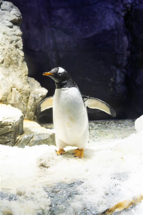 Osaka Aquarium Kaiyukan Penguin 海遊館 ペンギン Dick Thomas Johnson Flickr