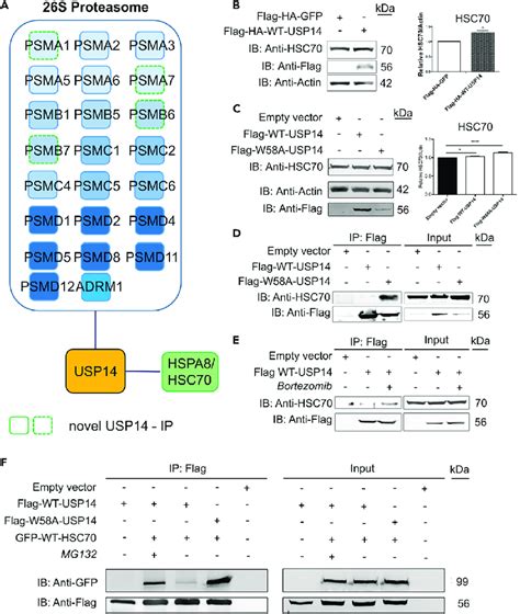 Proteasome Inhibition Or Expression Of Mutant W58a Usp14 Enhances The Download Scientific