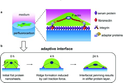 A The Fibronectin Integrin F Actin Molecular Clutch Model For Human