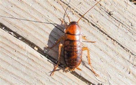 Blog How Dangerous Is It To Have Roaches In My South Carolina Home