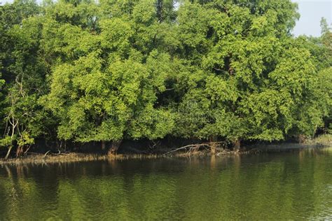 Sundarban Stock Photo Image Of Jungle Site Asia Roots 132059024