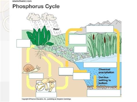 phosphorus cycle diagram Diagram | Quizlet