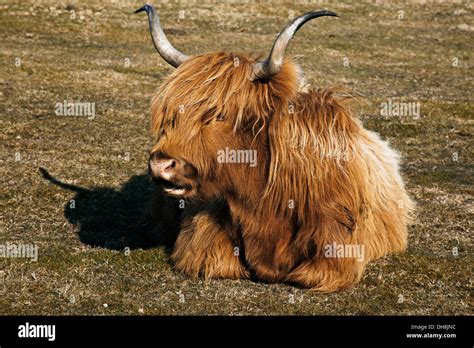 Highland Long Horn Cow Light Brown Shaggy Coated Cow With Long Curved