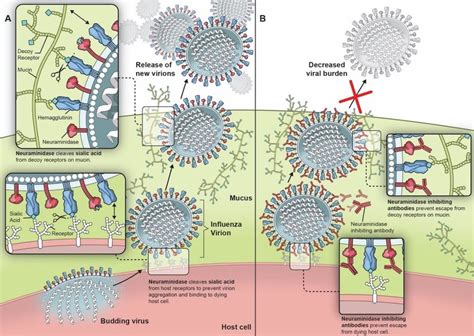 Importance Of Neuraminidase On Influenza Viral Lifecycle A And The