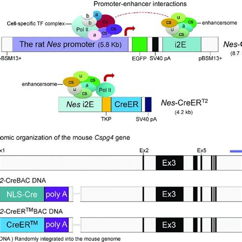 DNA Transgene Expression Vectors and Regulatory Mechanisms (A ...