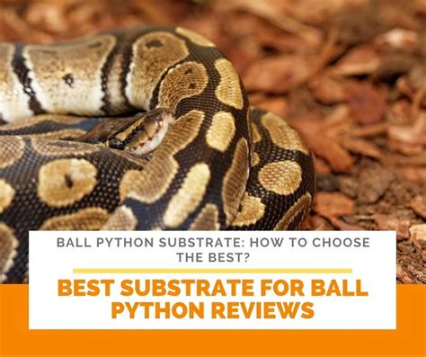 Ball Python Substrate How To Choose The Best Buyers Guide