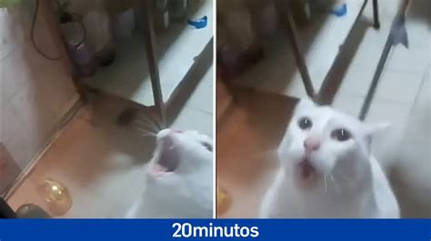 El Mundo Al Rev S O El V Deo Viral De Un Gato Maullando De P Nico Por