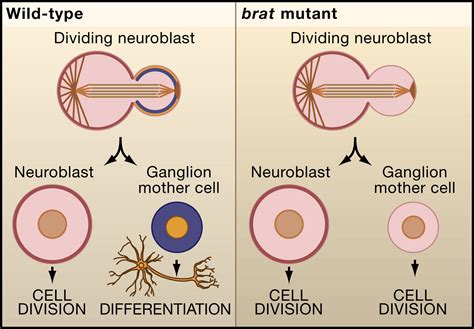 Connecting Cancer To The Asymmetric Division Of Stem Cells Cell