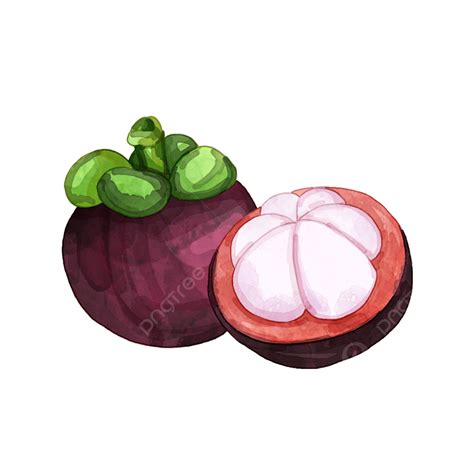 Summer Tropical Fruit Fruit Mangosteen Watercolor Painting Tropical