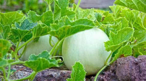 Como Y Cuando Sembrar Melón Consejos Y Trucos El Semillero La