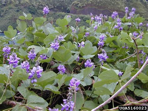 Kudzu Pueraria Montana P Lobata Fraser Valley Invasive Species