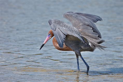 Scott Evers Photography Egrets Herons Pelicans And Other Water