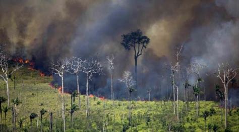 Medio Ambiente Tala Y Quema De árboles Es Una Causa De Contaminación