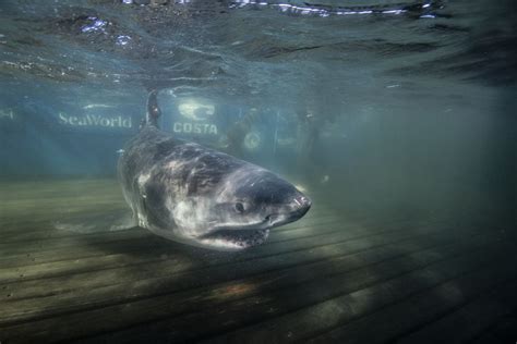 Close Encounter With Great White Sharks