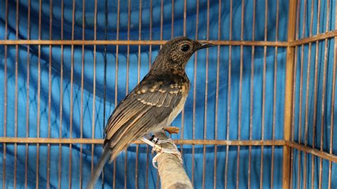 INFO PROMO BURUNG IMPORT DAN PASTOL EKOR KLEWER STOK TROTOL JANTAN