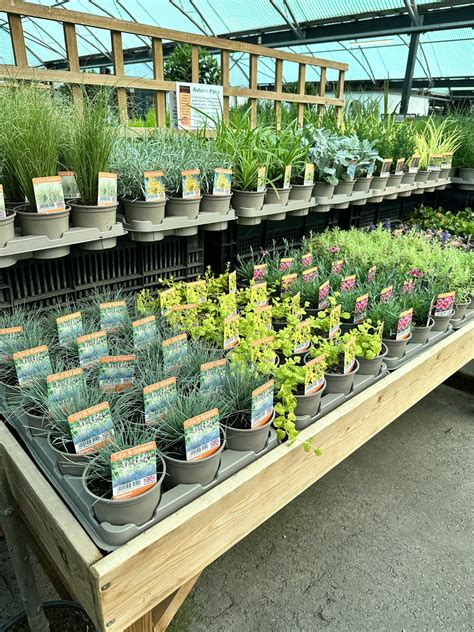 Autumn Patio Plants