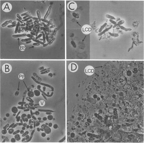 Protoplast Induction Of B Bassiana Blastospores After Germination