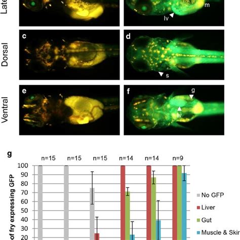 Heat Shock Induced Gfp Expression In Tg Hsp Gfp Fry One To Dph