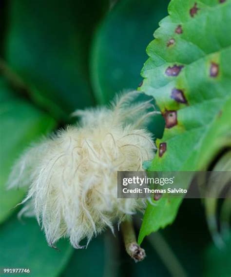 351 Fuzzy Moth Stock Photos, High-Res Pictures, and Images - Getty Images