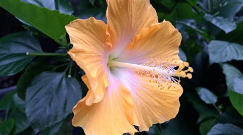 What Colors Are Hibiscus Flowers When They Bloom?