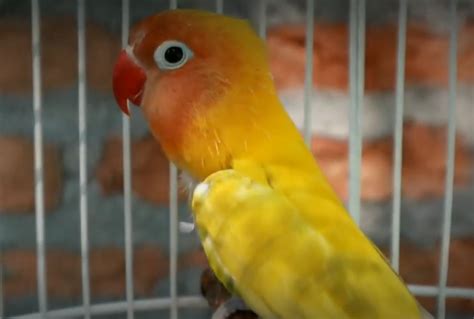 Cara Merawat Lovebird Mabung Agar Cepat Selesai Kombi Id