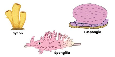 Phylum Porifera Class 9 Biology Geeksforgeeks