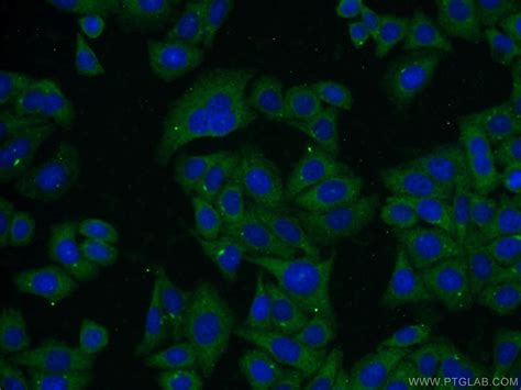 Albumin Antibody 66051 1 Ig Proteintech