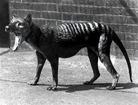 Last Tasmanian Tiger 1933 Youtube