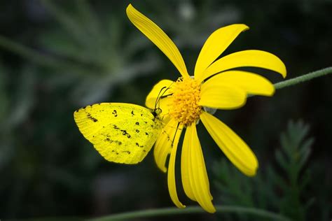 HD wallpaper: yellow flowers, butterfly botanical garden, light ...