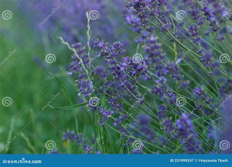 Arbusto De Lavanda Con Flores En Ramas Imagen De Archivo Imagen De