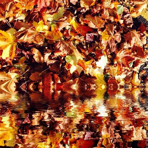 Premium Photo Reflection Of Autumn Leaves In Pond